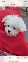 Maltese Puppies for sale in Beaverton, OR 97007, USA. price: $1,950