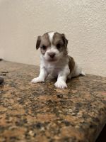 Maltese Puppies for sale in Fresno, California. price: $500