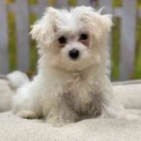 Maltese Puppies for sale in Atlantic Beach, Florida. price: $500