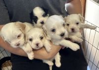 Maltese Puppies for sale in Bonnyrigg, New South Wales. price: $1,200