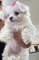 Maltese Puppies for sale in San Angelo, Texas. price: NA