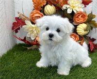 Maltese Puppies for sale in Colonial Heights, Virginia. price: $900