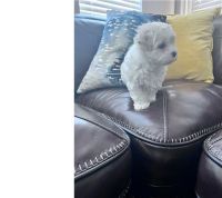 Maltese Puppies for sale in Bangor, Maine. price: $900