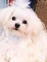 Maltese Puppies for sale in Perry, Georgia. price: $775