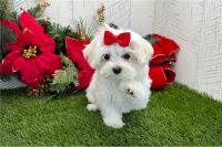 Maltese Puppies for sale in Coventry, Connecticut. price: $600