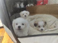 Maltese Puppies for sale in Colorado Springs, Colorado. price: $650