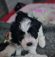 Maltese Puppies for sale in Waterford, Queensland. price: $1,500