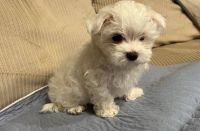 Maltese Puppies for sale in Miami, Florida. price: $500