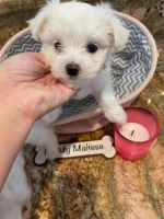 Maltese Puppies for sale in Seattle, Washington. price: $500