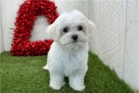 Maltese Puppies for sale in Los Angeles, California. price: $550