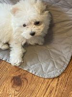 Maltese Puppies for sale in Rochester, Minnesota. price: $1,050