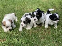 Maltese Puppies for sale in Wollongong, New South Wales. price: $900