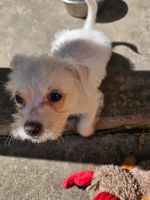 Maltese Puppies for sale in San Antonio, TX, USA. price: $400