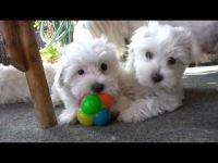 Maltese Puppies for sale in New Orleans, Louisiana. price: $400