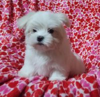 Maltese Puppies for sale in Brandon, Mississippi. price: $1,500