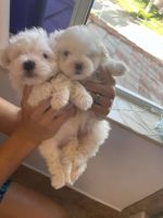 Maltese Puppies for sale in Orlando, Florida. price: $1,650