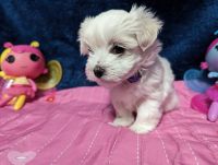 Maltese Puppies for sale in Los Angeles, California. price: $500