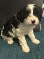 Maltese Puppies for sale in Parkes, New South Wales. price: $800