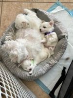 Maltese Puppies for sale in Carson City, Nevada. price: $2,500