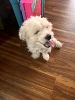 Maltese Puppies for sale in Bronx, New York. price: $2,300