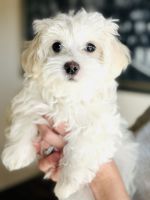 Maltese Puppies for sale in Dallas, Texas. price: $800