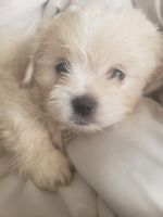Maltese Puppies for sale in Jacksonville, Florida. price: $700