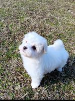 Maltese Puppies for sale in Orangeburg, South Carolina. price: $850