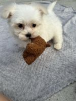 Maltese Puppies for sale in Summerville, SC, USA. price: $2,500