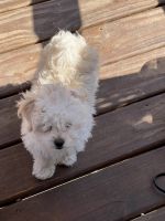 Maltese Puppies for sale in Rockford, Illinois. price: $800