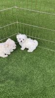 Maltese Puppies for sale in California City, California. price: $1,300