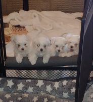 Maltese Puppies for sale in Las Vegas, Nevada. price: $2,000
