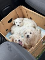 Maltese Puppies for sale in Missouri City, Texas. price: $1,000