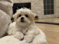 Maltese Puppies for sale in West Springfield, MA, USA. price: $800