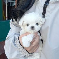 Maltese Puppies for sale in Clermont, Florida. price: $2,600