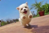 Maltese Puppies for sale in St Pete Beach, FL, USA. price: $300