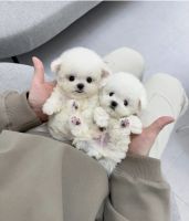 Maltese Puppies for sale in Addison, New York. price: $400,800
