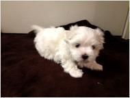 Maltese Puppies for sale in Charlotte, NC, USA. price: $200