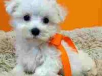 Maltese Puppies for sale in Overland Park, KS, USA. price: $200