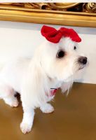 Maltese Puppies for sale in Fort Worth, Texas. price: $500
