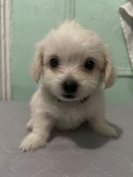 Maltese Puppies for sale in Bronx, NY 10461, USA. price: $975