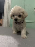 Maltese Puppies for sale in Bronx, NY 10461, USA. price: $975