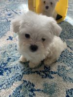 Maltese Puppies for sale in Clinton, Maryland. price: $1,500