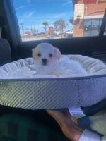Maltese Puppies for sale in Hesperia, California. price: $650