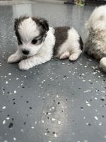 Maltese Puppies for sale in Belleview, Florida. price: $3,500