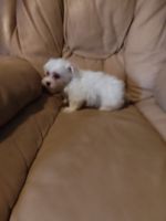 Maltese Puppies for sale in Worthington, Indiana. price: $50,000