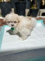 Maltese Puppies for sale in Compton, California. price: $800