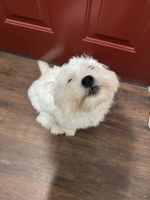 Maltese Puppies for sale in Portsmouth, Virginia. price: $700
