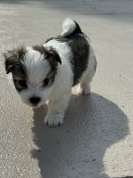 Maltese Puppies for sale in Belleview, Florida. price: $30,000