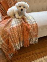 Maltese Puppies for sale in Rocky Mount, North Carolina. price: NA