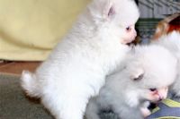 Maltese Puppies for sale in Toronto, ON, Canada. price: $350